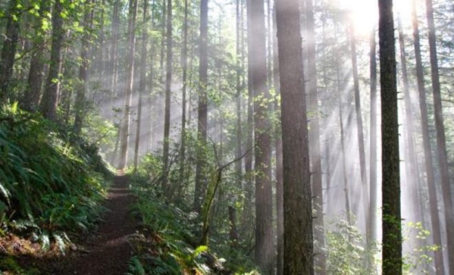 Oregon Forest